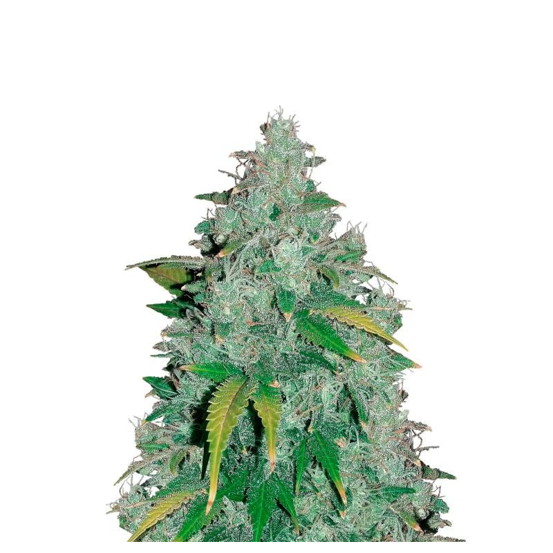 Hubbabubbasmelloscope - Mephisto