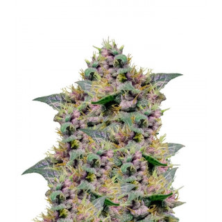 Auto blues Mephisto Genetics Graines de Collection