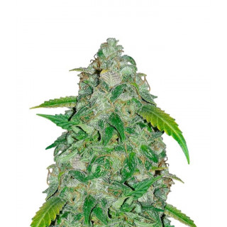 SODK auto - Mephisto genetics Graines de Collection