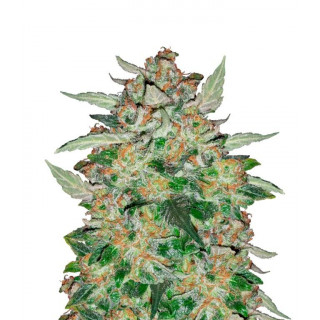 Sour Blues Mephisto Genetics Graines de Collection