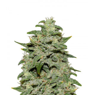 Sour crack Mephisto Genetics Graines de Collection