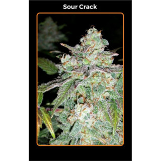 Sour crack Mephisto Genetics