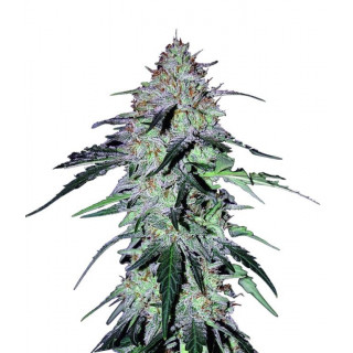 Sour hound F2 Mephisto Genetics Graines de Collection