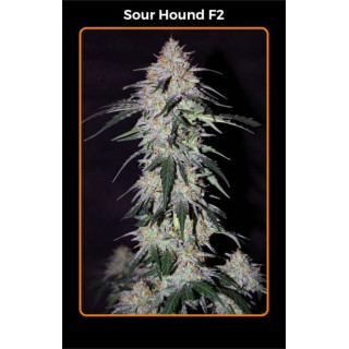 Sour hound F2 Mephisto Genetics