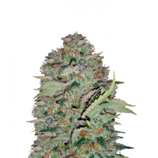 The white train Mephisto Genetics