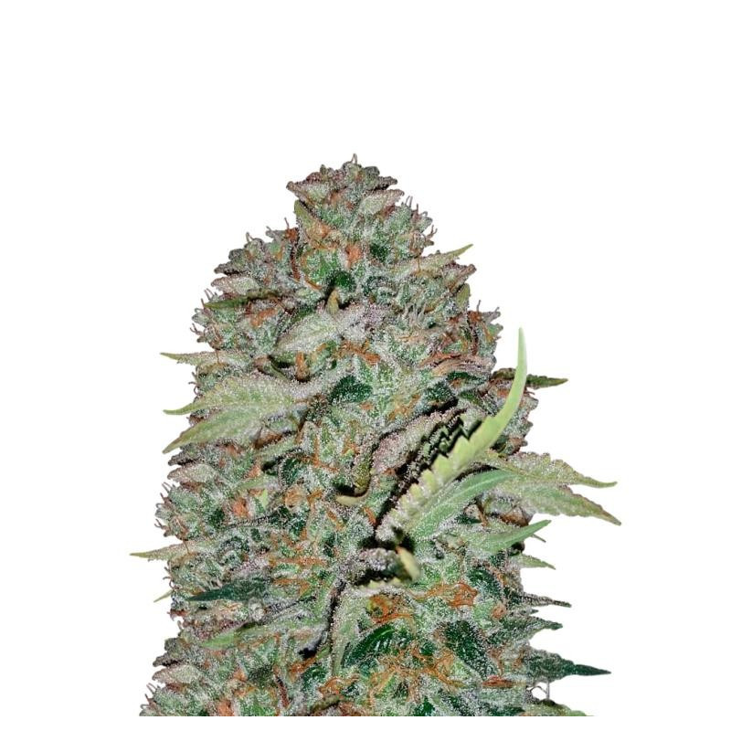 The white train Mephisto Genetics