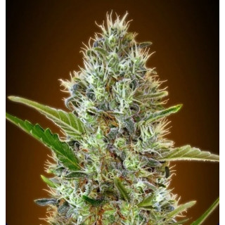 Auto Somango Advanced Seeds Graines de Collection