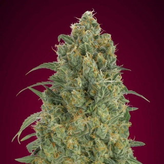 Auto strawberry gum Advanced Seeds Graines de Collection