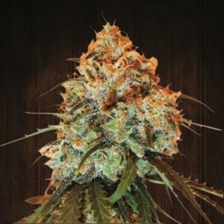 Golden Tiger Fem - Ace Seeds