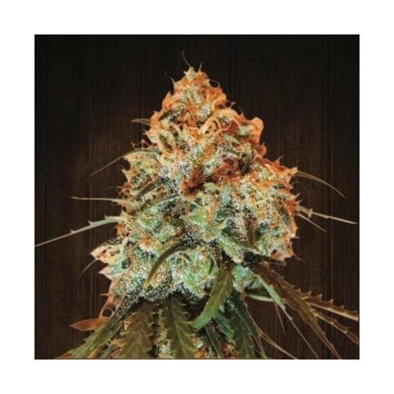 Golden Tiger Fem - Ace Seeds