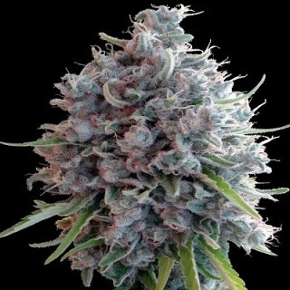 Killer A5 Haze Ace Seeds - féminisée