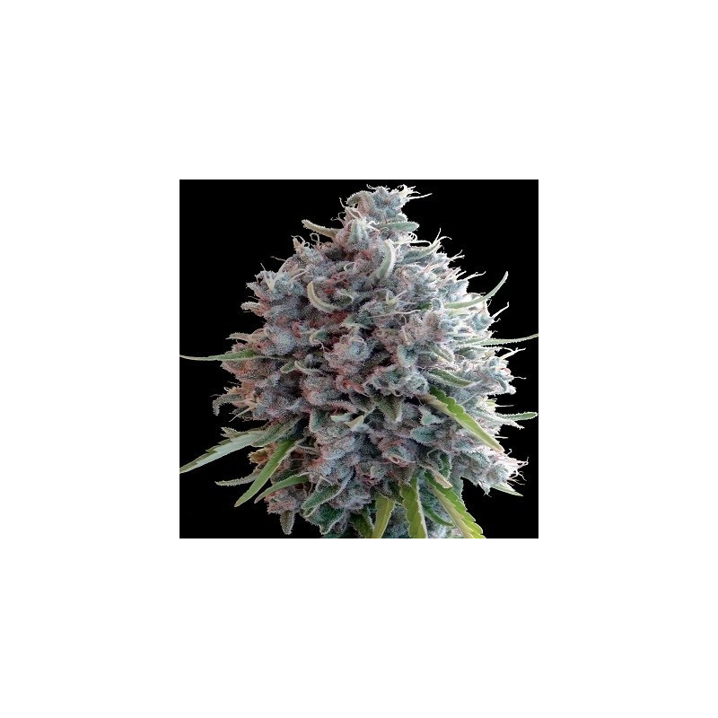 Killer A5 Haze Ace Seeds - féminisée