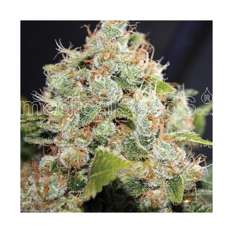 BCN Sour Diesel féminisée - Medical Seeds
