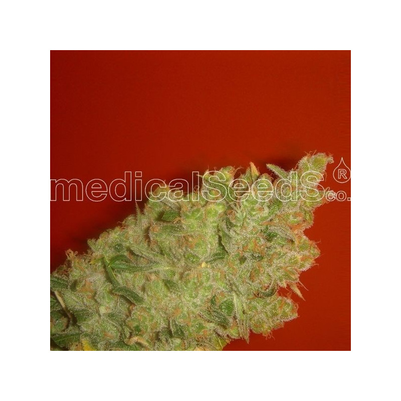 Jack la mota féminisée Medical Seeds