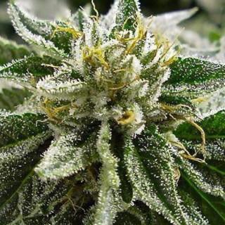 Canadian kush 2.0 Medical Seeds Graines de Collection