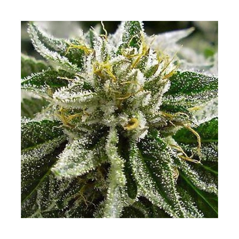 Canadian kush 2.0 Medical Seeds