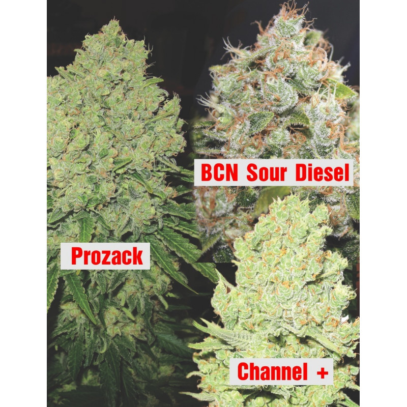 Collection 1 Medical Seeds