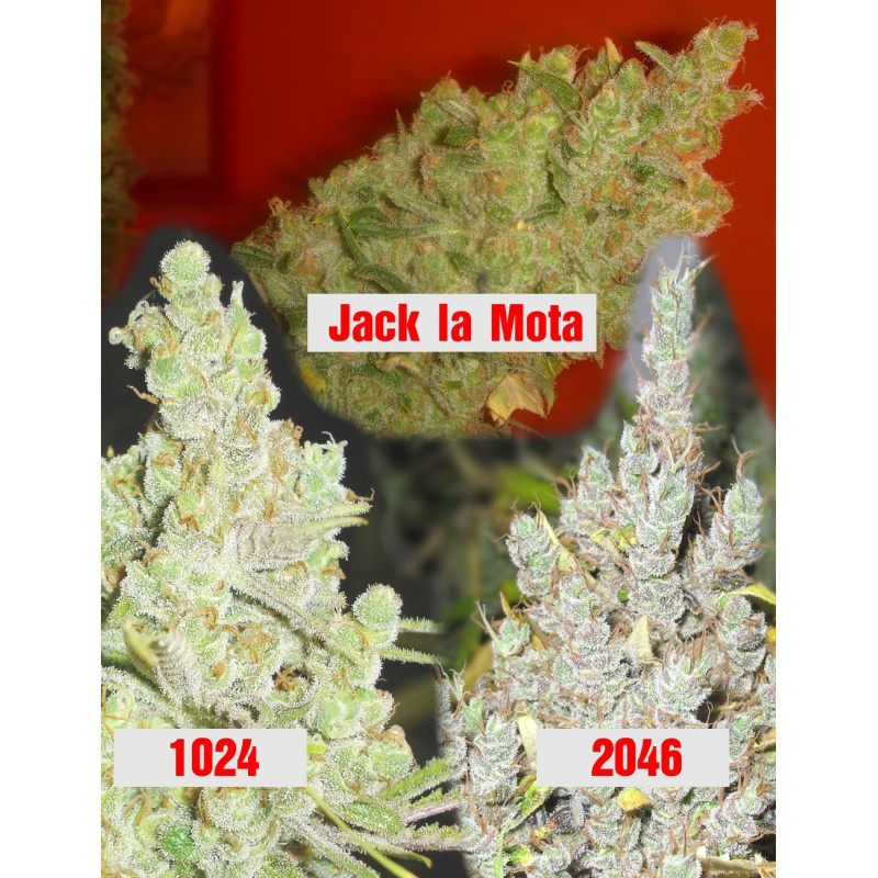 Collection 2 Medical Seeds Collection 2 Medical Seeds