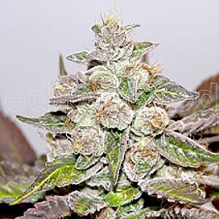 Mendocino x purple kush - Medical Seeds