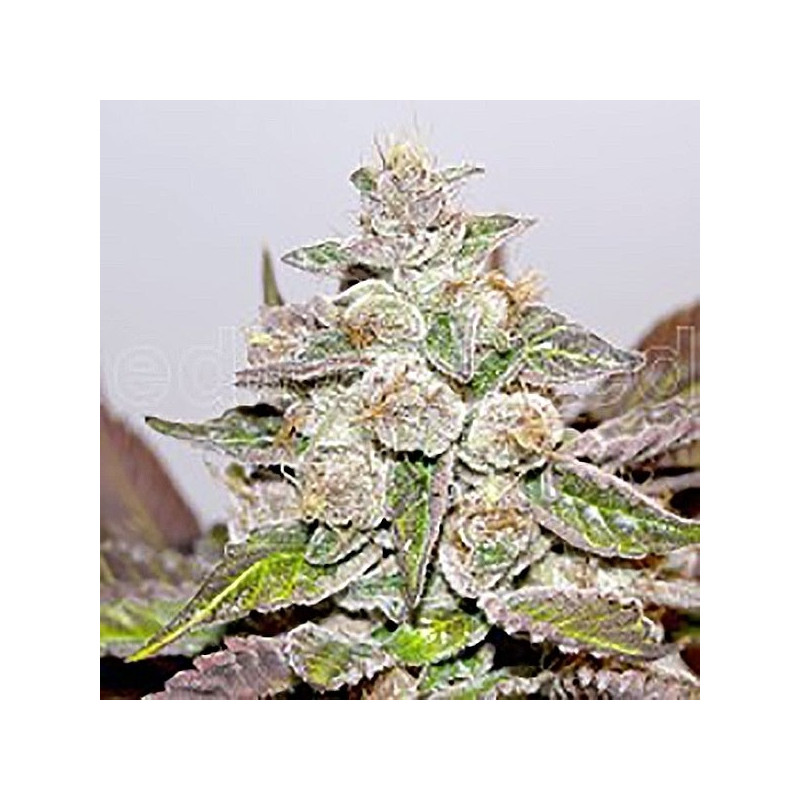 Mendocino x purple kush - Medical Seeds