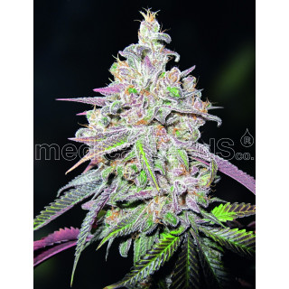 Mendocino chanel kush - Medical Seeds