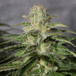 OG kush CBD Medical Seeds