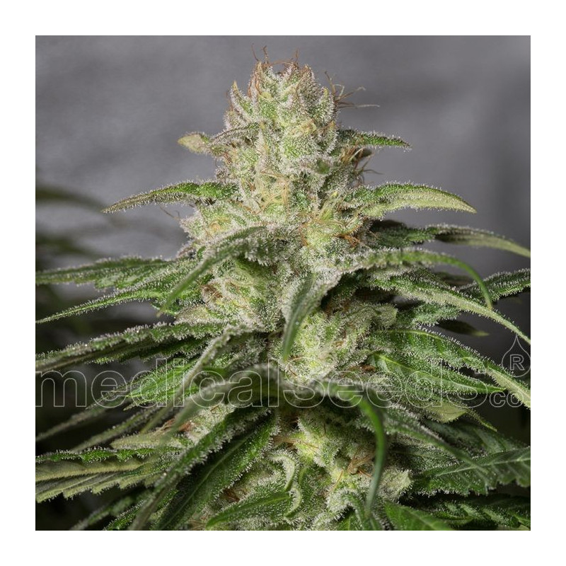 OG kush CBD Medical Seeds