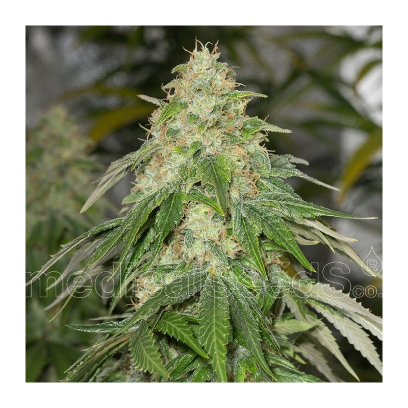 Some sweet Medical Seeds