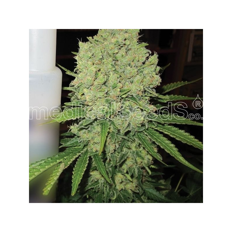 Prozack féminisée Medical Seeds Prozack féminisée Medical Seeds