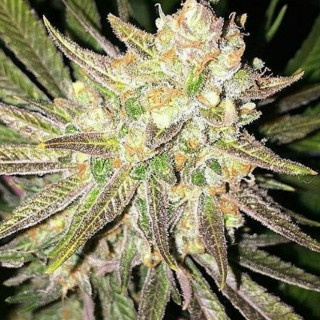 Mothertongue - Jinxproof Genetics