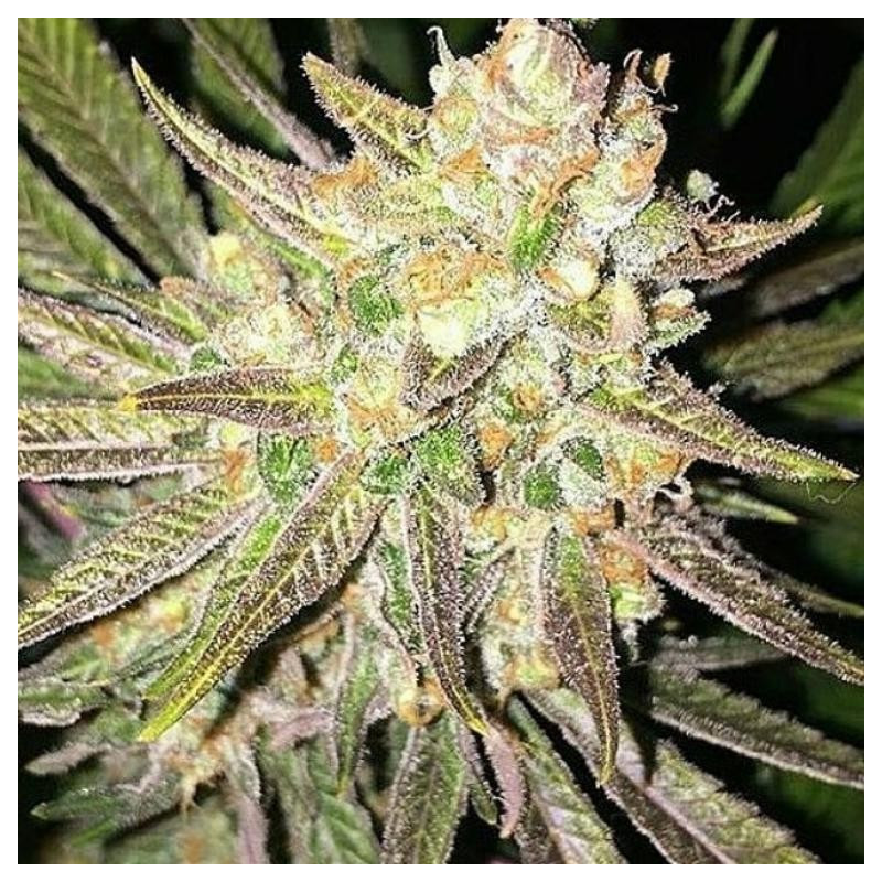 Mothertongue - Regular - Jinxproof Genetics