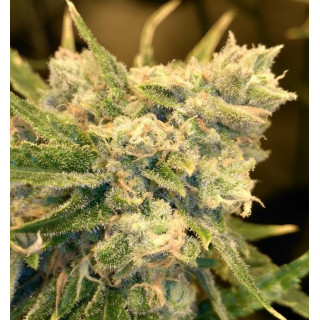Safety Meeting - Regular - Jinxproof Genetics