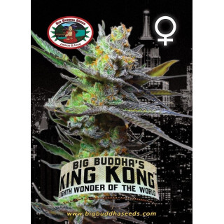King kong féminisée big buddha seeds