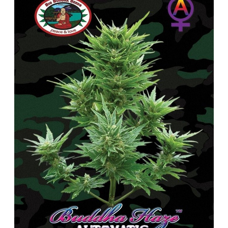 Buddha haze auto - big buddha seeds Buddha haze auto - big buddha seeds