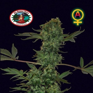 Cheese auto big buddha seeds