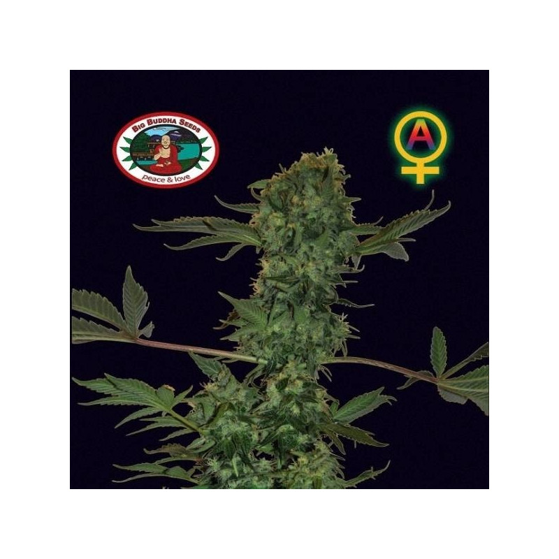 Cheese auto big buddha seeds Cheese auto big buddha seeds