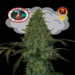 Critical mass auto big buddha seeds