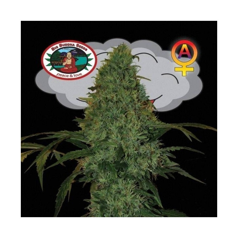 Critical mass auto big buddha seeds Critical mass auto big buddha seeds