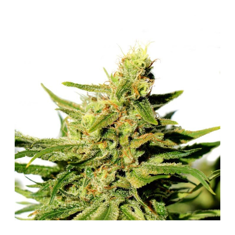 Bcn diesel cbd kannabia féminisée Bcn diesel cbd kannabia féminisée