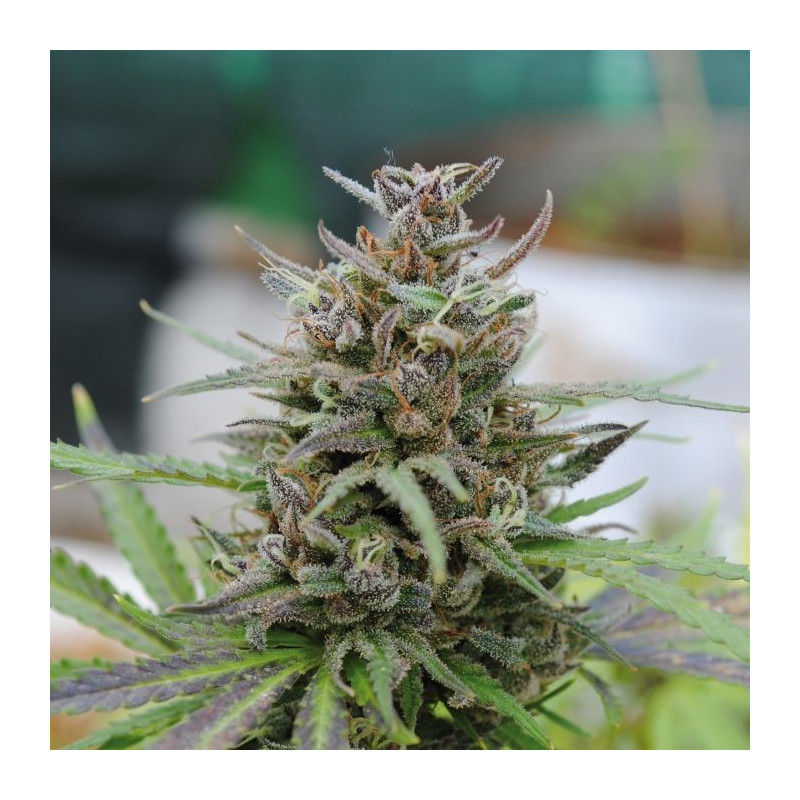 Baby boom auto kannabia Baby boom auto kannabia