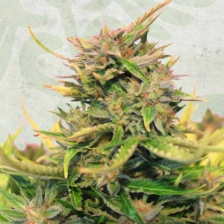 Baby Boom - Auto CBD - Kannabia Seed Company - Graines de Collection