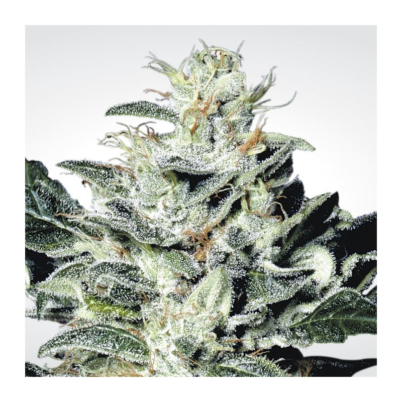Sensi star paradise seeds féminisée Sensi star paradise seeds féminisée