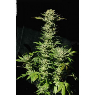 Sensi star paradise seeds féminisée Sensi star paradise seeds féminisée