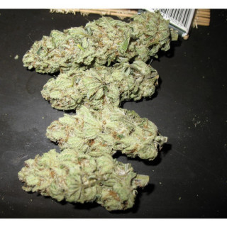 Sensi star paradise seeds féminisée Sensi star paradise seeds féminisée