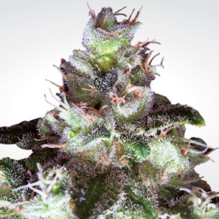 Original white widow paradise seeds