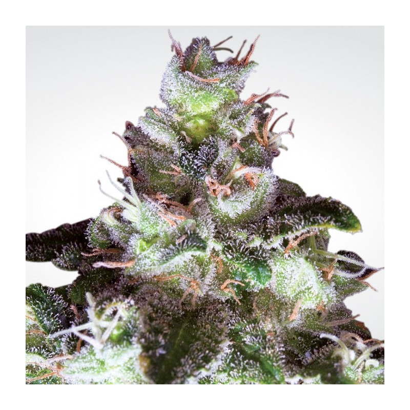 Original white widow paradise seeds