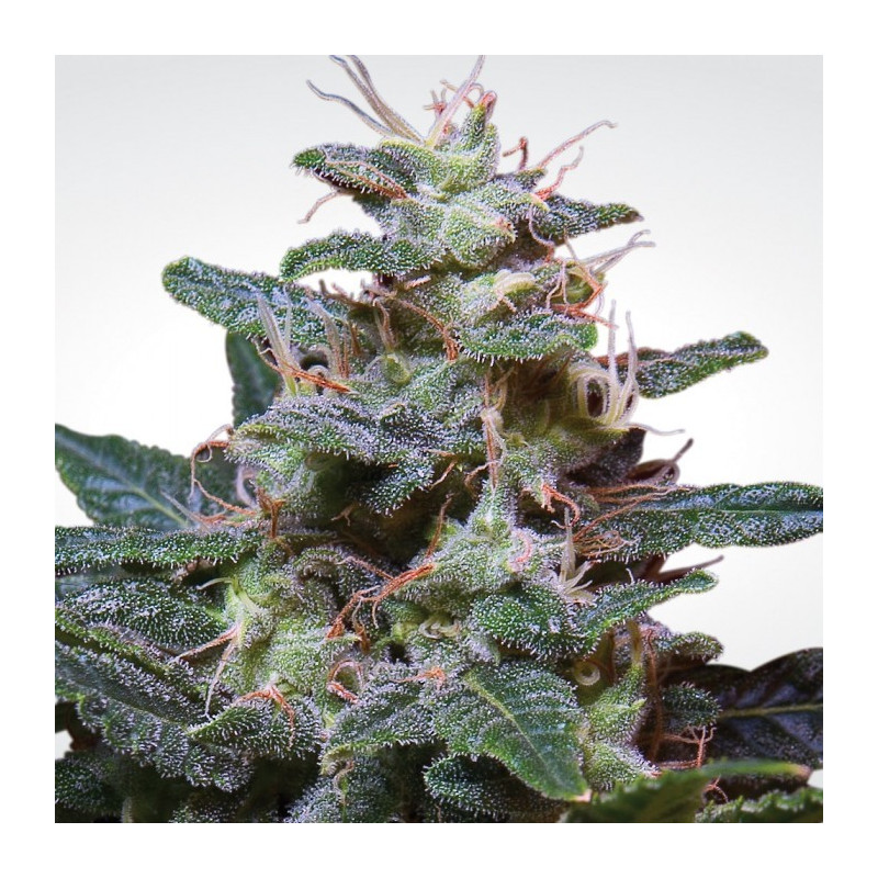 Sweet purple paradise seeds féminisée Sweet purple paradise seeds féminisée