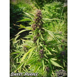 Sweet purple paradise seeds féminisée Sweet purple paradise seeds féminisée
