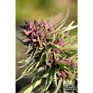 Sweet purple paradise seeds féminisée Sweet purple paradise seeds féminisée