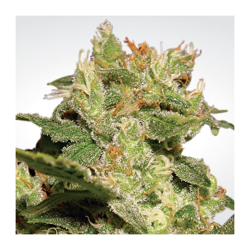 Jack auto paradise seeds féminisée